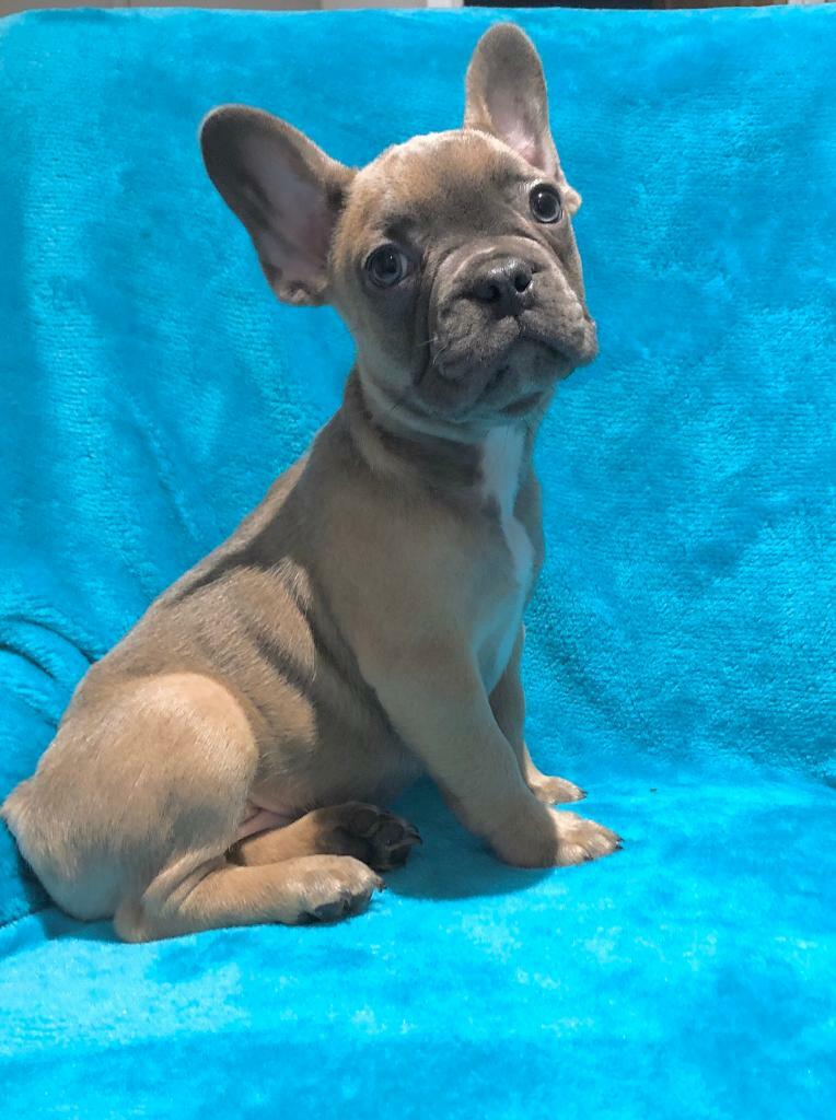 French bulldog “FLUFFY & TESTABLE🍫 in Ongar, Essex Gumtree