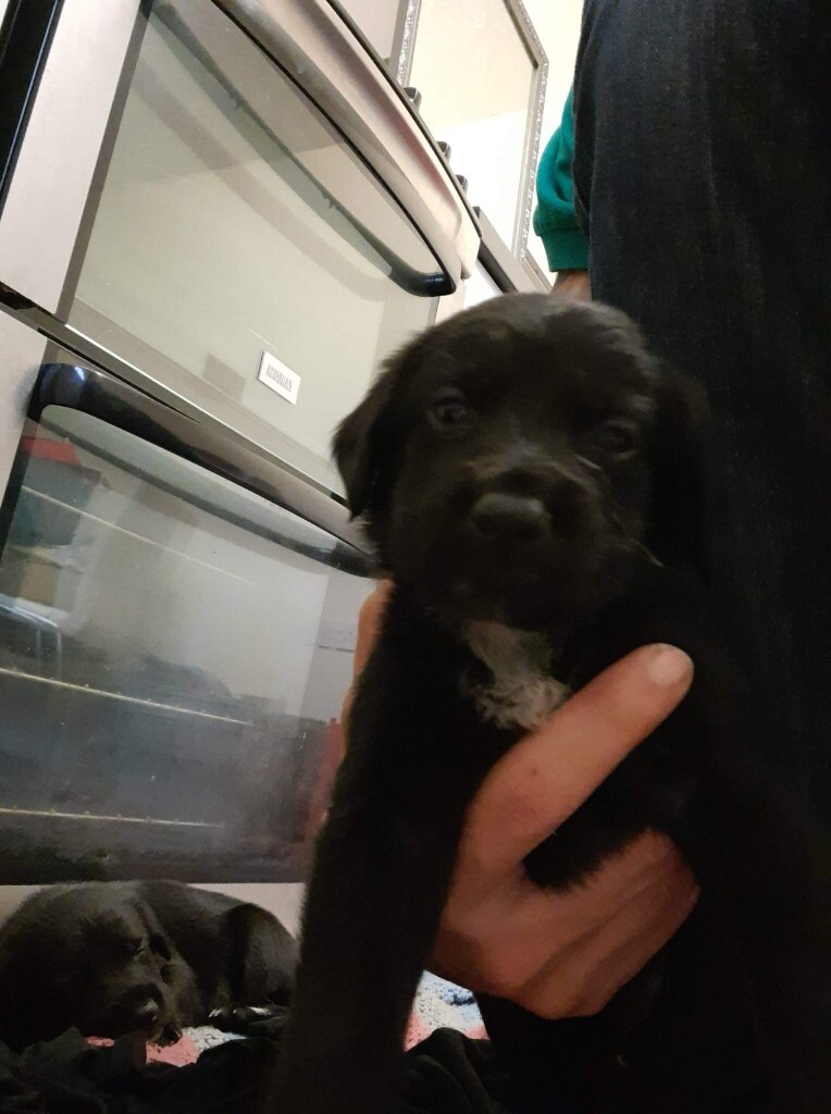 German shepherd cross Springer spaniel in Lakenheath, Suffolk Gumtree