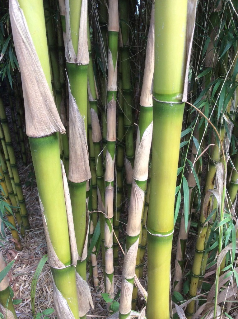 Bamboo Chusquea Gigantea Large 50Litre size SouthAmerica clump forming