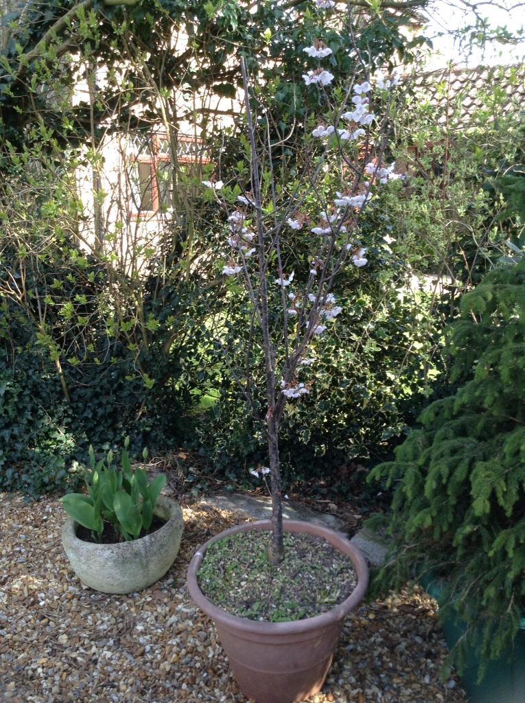 Cherry tree potted in Norwich, Norfolk Gumtree