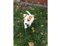 Playful lovely Jack Russell Puppy - 1 BOY