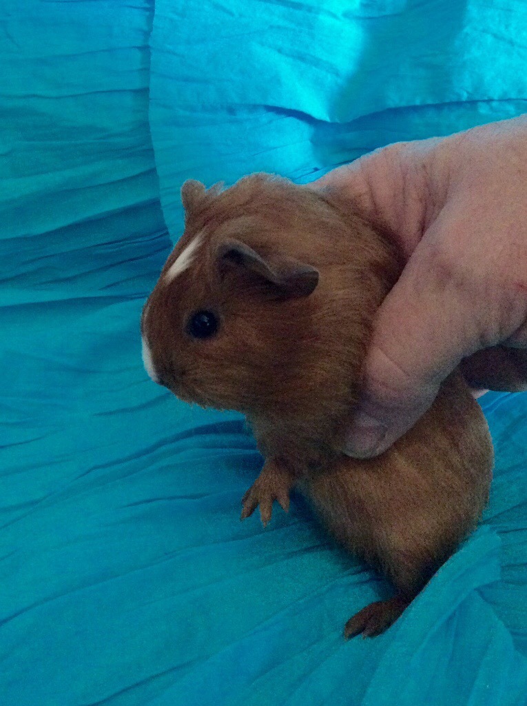 Beautiful guinea pigs in Exminster, Devon Gumtree