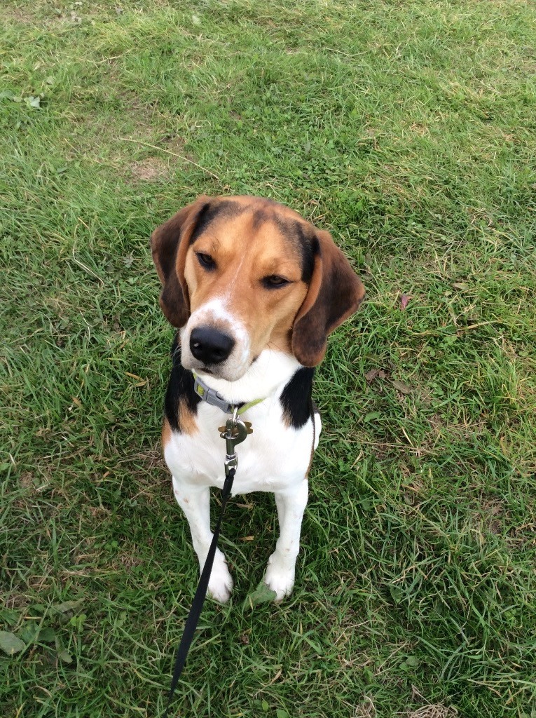 Beagle harrier in Kingsbury, Staffordshire Gumtree