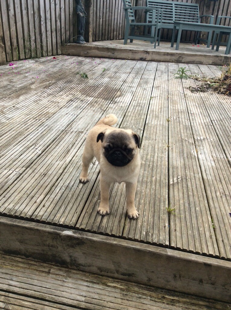 pug puppies for sale in East Kilbride, Glasgow Gumtree