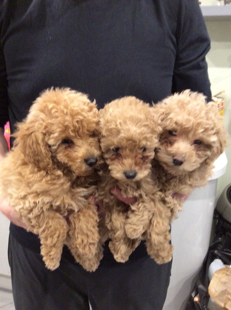 Toy poodle puppy in Boston, Lincolnshire Gumtree