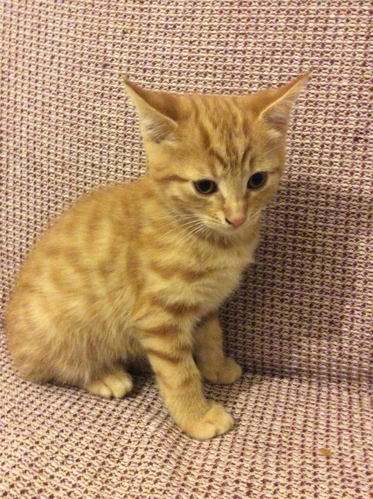 Male Ginger Kitten in Coventry, West Midlands Gumtree
