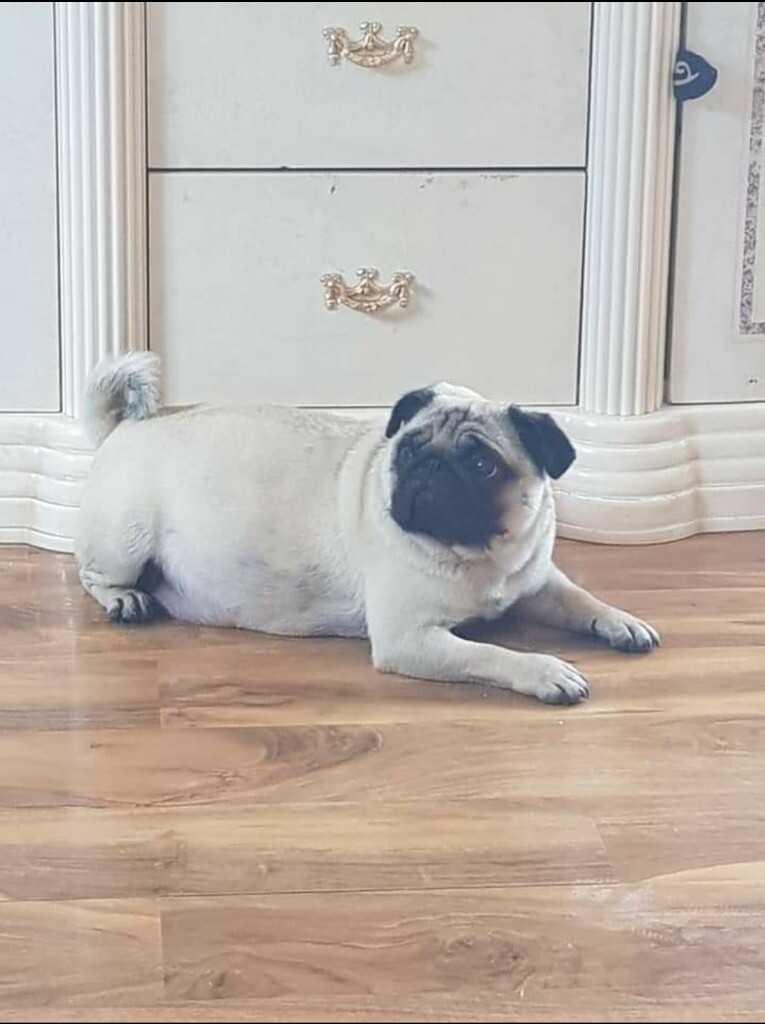 3 year old female pug in Chipping Norton, Oxfordshire Gumtree