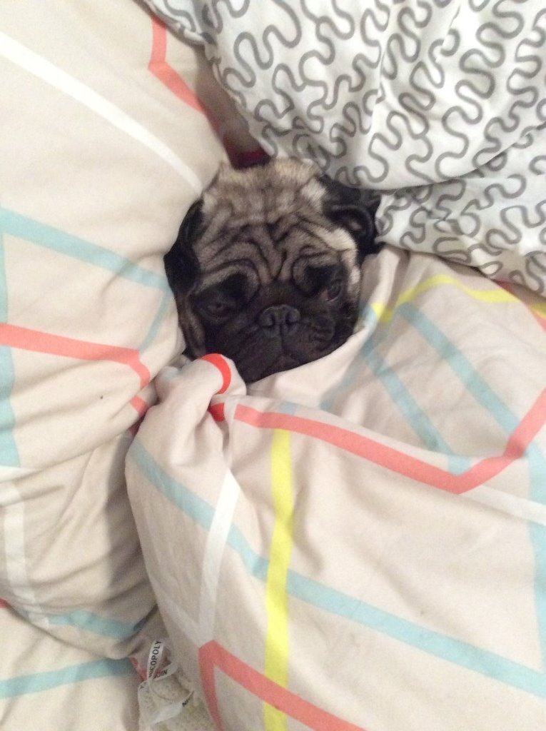 2 Year old Pug looking for a new home in Merchiston, Edinburgh Gumtree