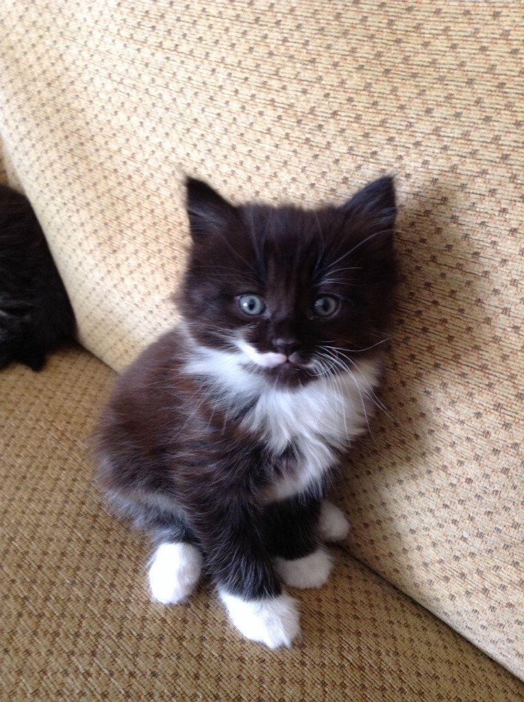 Gorgeous Fluffy Black And White Kittens In Small Heath West Midlands