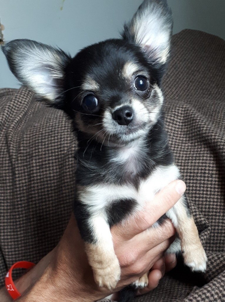 Pure Chihuahua Long coat Male Puppy in Bradley Stoke, Bristol Gumtree