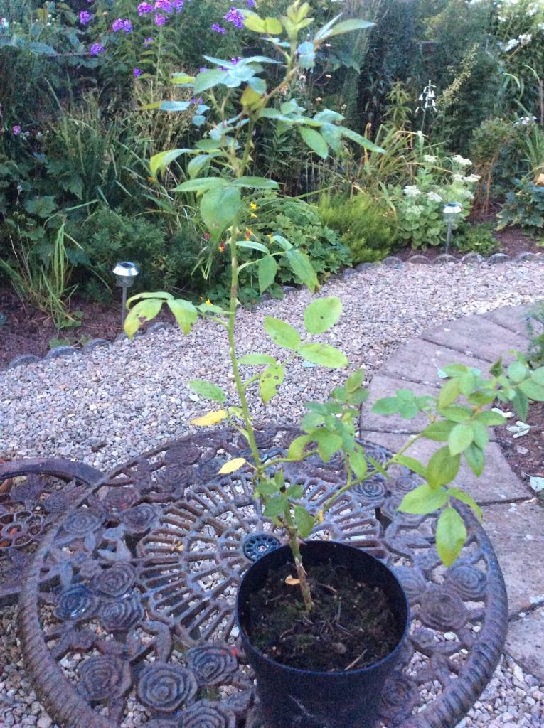 Garden Plants in Ludlow, Shropshire Gumtree