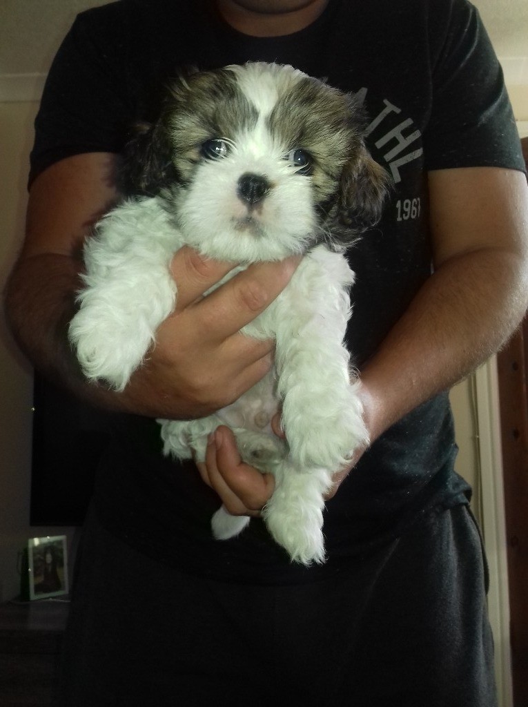 Shih tzu x king charles Spaniel in Ellesmere Port, Cheshire Gumtree