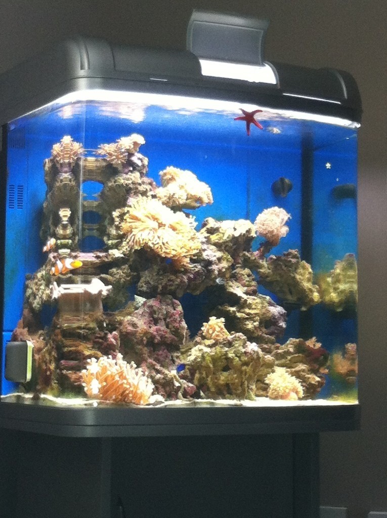 Interpet River Reef 94 litre marine/ tropical/ cold water fish tank