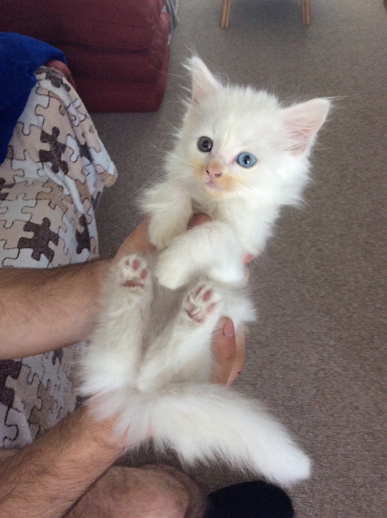 3 lovely kittens for sale, 2 pure white and 1 tabby. 1 boy , 3 girls