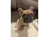 Puppies In Exeter Devon Dogs Puppies For Sale Gumtree