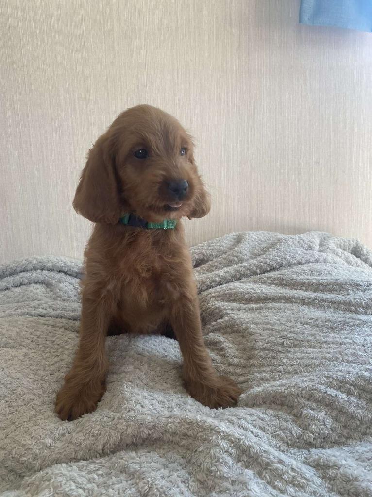 Red Labradoodles In Wisbech Cambridgeshire Gumtree