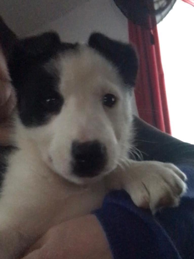 border collie pups in Duns, Scottish Borders Gumtree