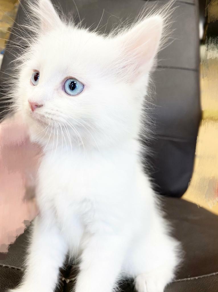 Russian pure white kitten in Leicester, Leicestershire Gumtree