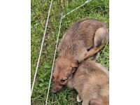 Deerhound wheeton collie greyhound 
