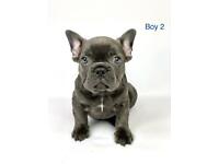 ⚠️Last 1⚠️ Beautiful, health DNA clear blue french bulldog boy