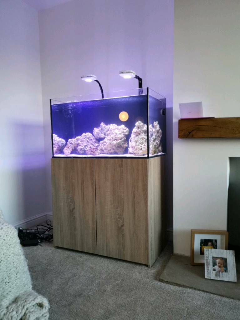 Marine saltwater fish tank aquarium full set up in Crossgates, West