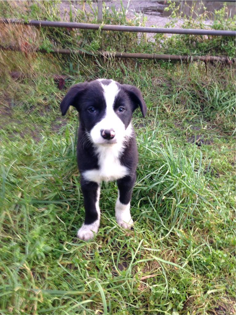 Border Collie Pups for Sale in North Lanarkshire Gumtree