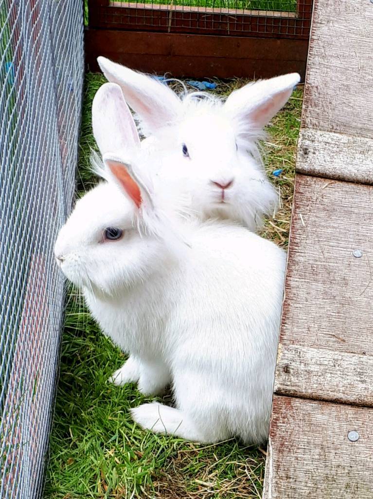 Beautiful lion lop rabbits for sale in Newtownabbey, County Antrim