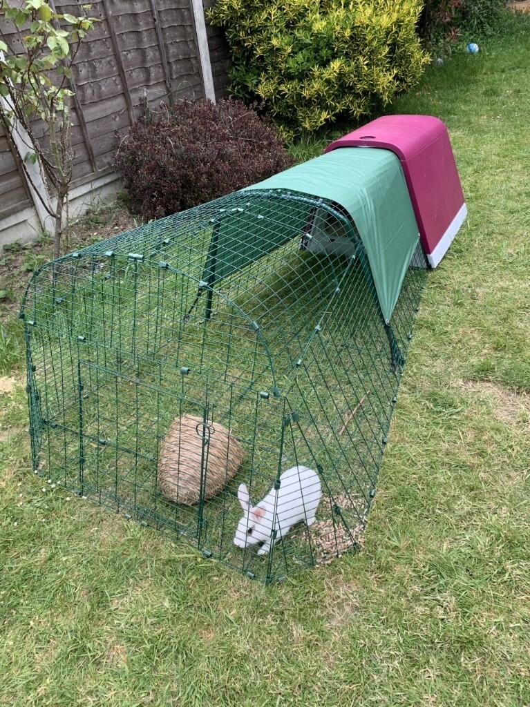 Omlet Eglu Rabbit Hutch / Chicken Coop in Norwich, Norfolk Gumtree