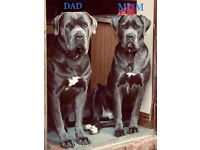 Beautiful Outstanding High Quality Cane Corso Puppies