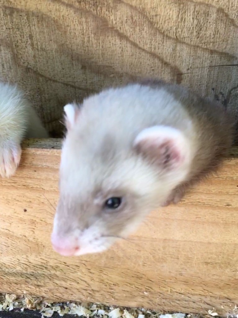 Baby Ferrets for Sale in Ballater, Aberdeenshire Gumtree