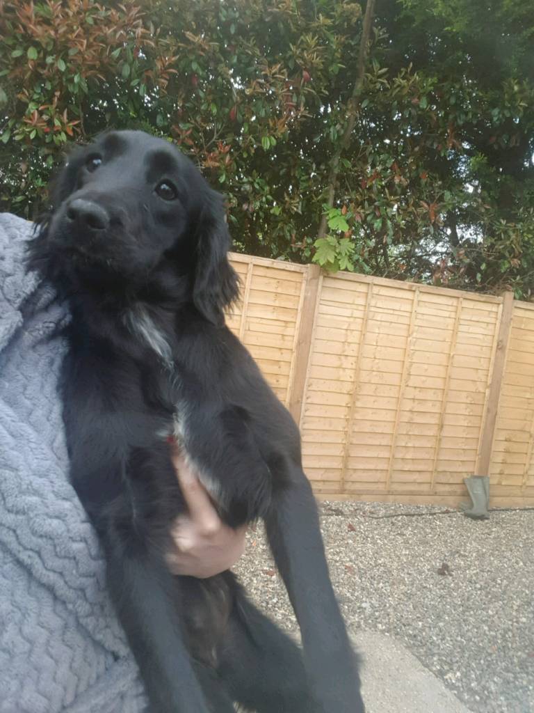 labrador that stays small