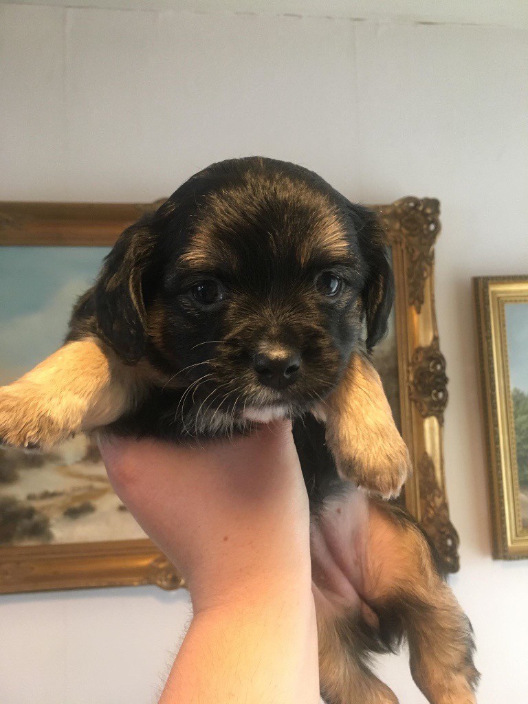 Jack Russell Cross King Charles Cavalier 2025