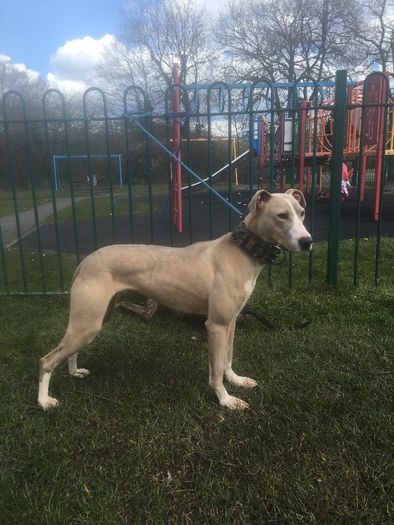 Bull Whippet Greyhound Pups