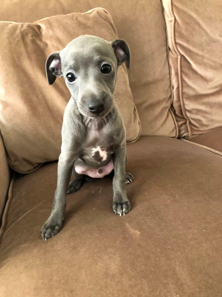 Greyhound Puppies For Sale Cheap Online