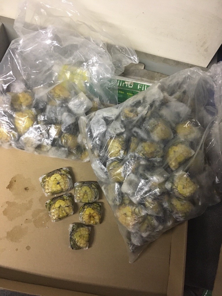 peeler crab for sale