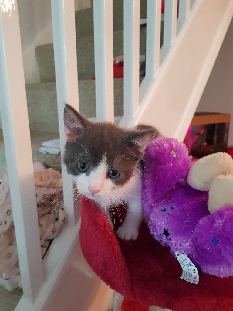 3 beautiful kittens for sale in Churchdown, Gloucestershire Gumtree