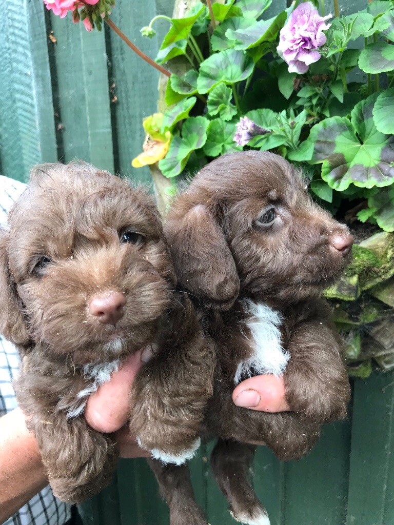 Jackadoodle puppies in Angus Gumtree
