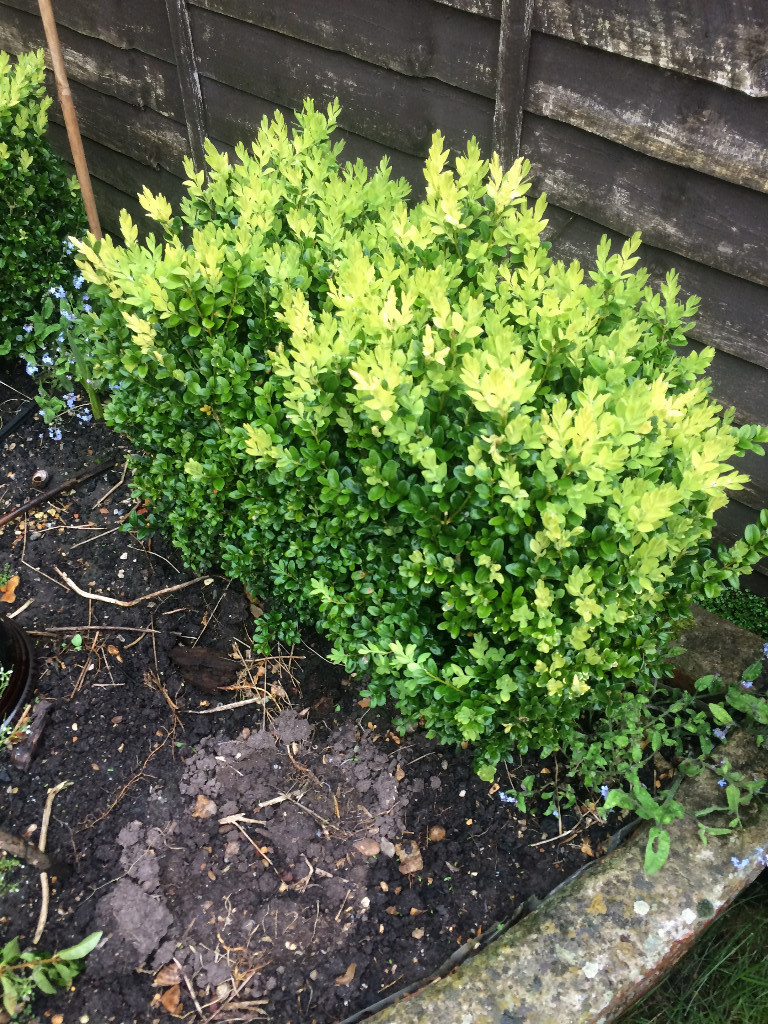 Buxus plants x 6 in Bournemouth, Dorset Gumtree