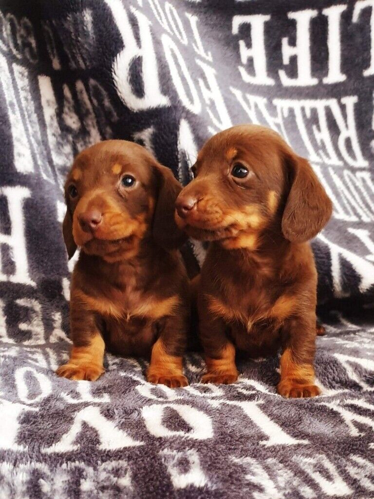 Chocolate and tan mini dachshund puppies in Oldham
