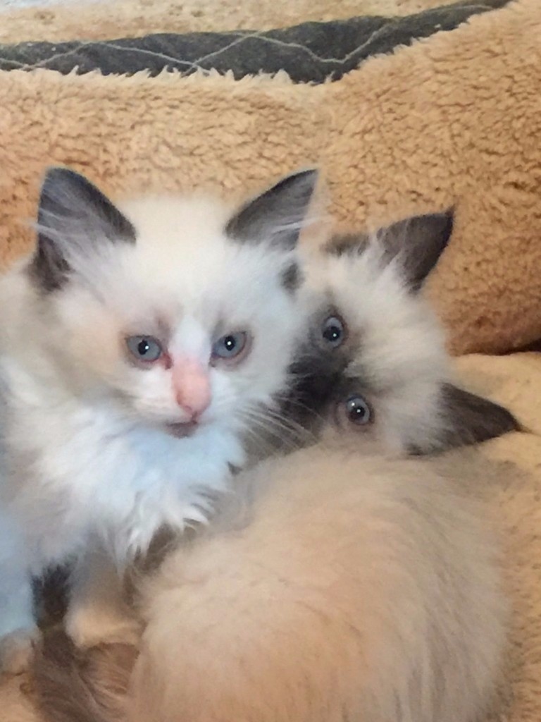 4 Ragdoll Kittens GCCF registered in Bridgend Gumtree