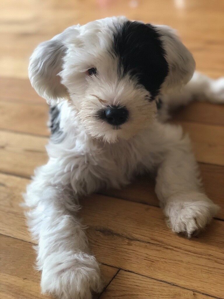 The Tibetan Terrier | Dog Breeds Picture