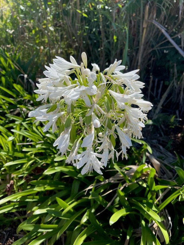 Schmucklilie Staude Lila WeiÃ 100 Samen Kaplilie Liebesblume Agapanthus