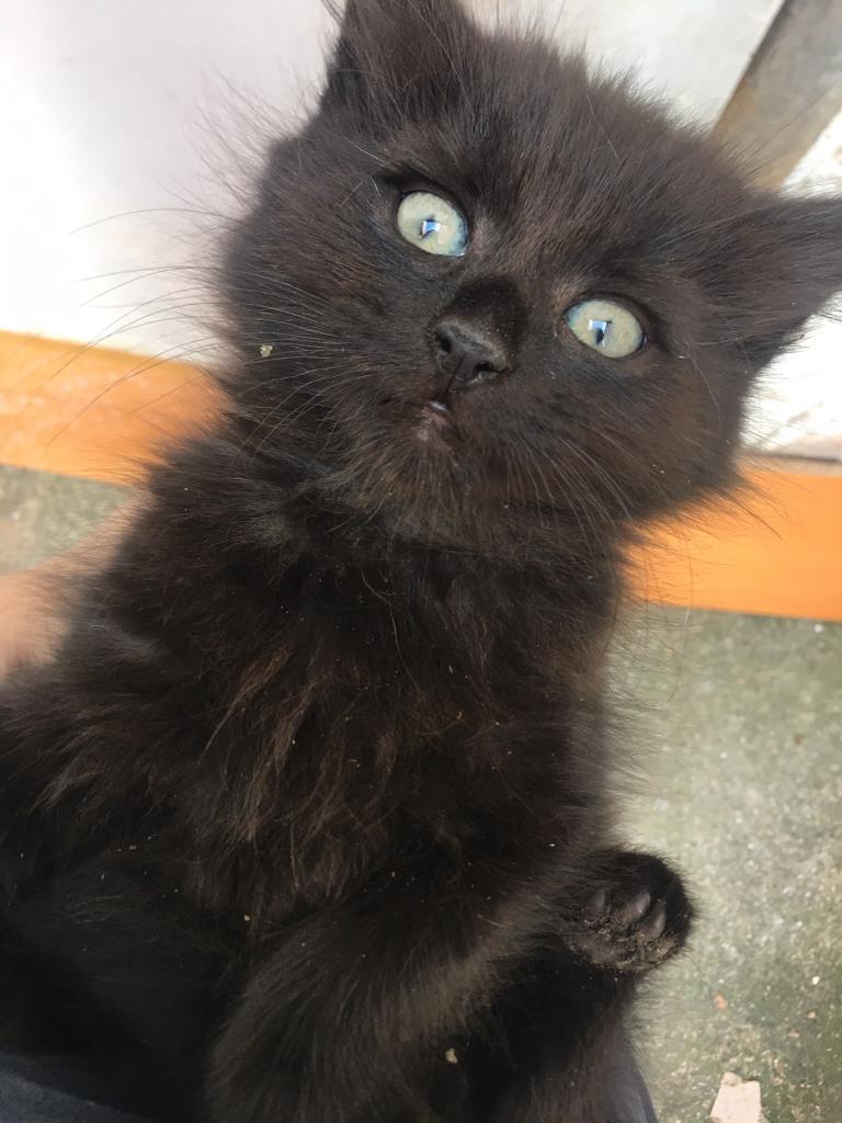Male black baby kitten | in Kingsbury, London | Gumtree