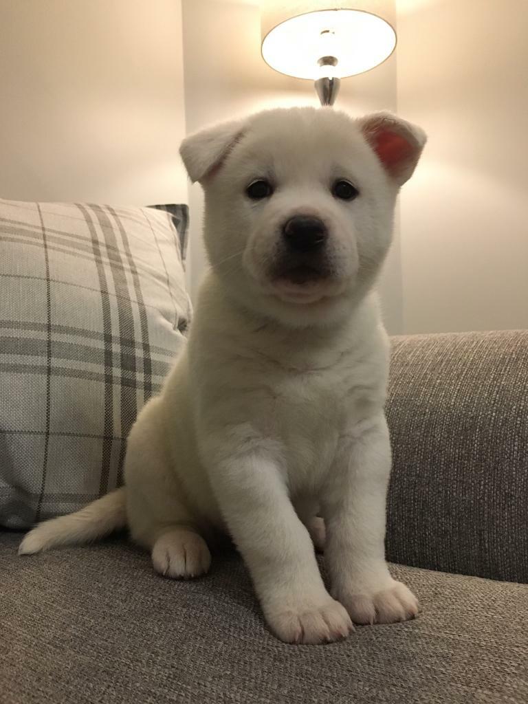 Akita pups for sale in Ballymena, County Antrim Gumtree