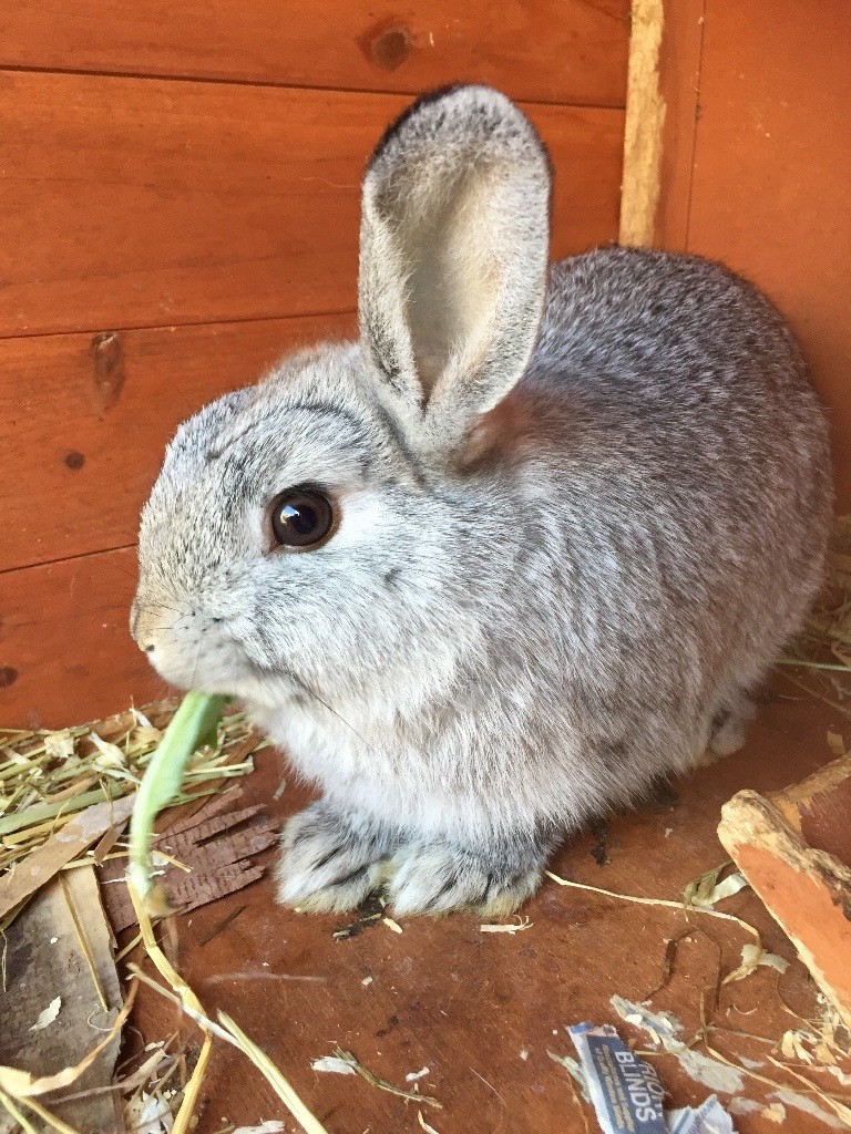 5 month old male bunny rabbit in Eaglescliffe, County Durham Gumtree