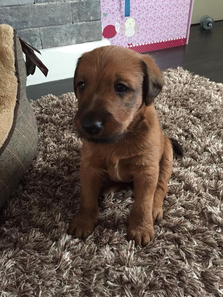 Irish Terrier Pup IKC registered in Finaghy, Belfast Gumtree