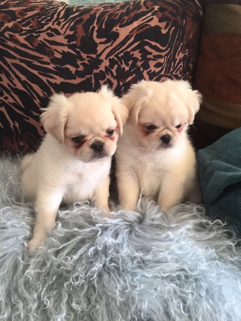 Rare K/Creg white teddy bear pug puppies in Sutton Coldfield, West
