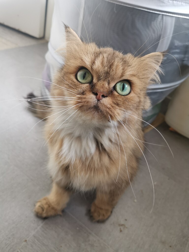 Long Haired Persian Chinchilla X Kittens In Hanham Bristol