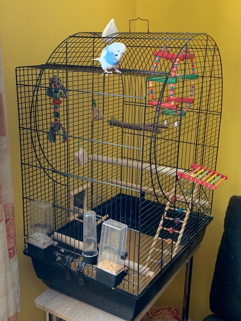 Budgie and cage for sale in Corby, Northamptonshire Gumtree