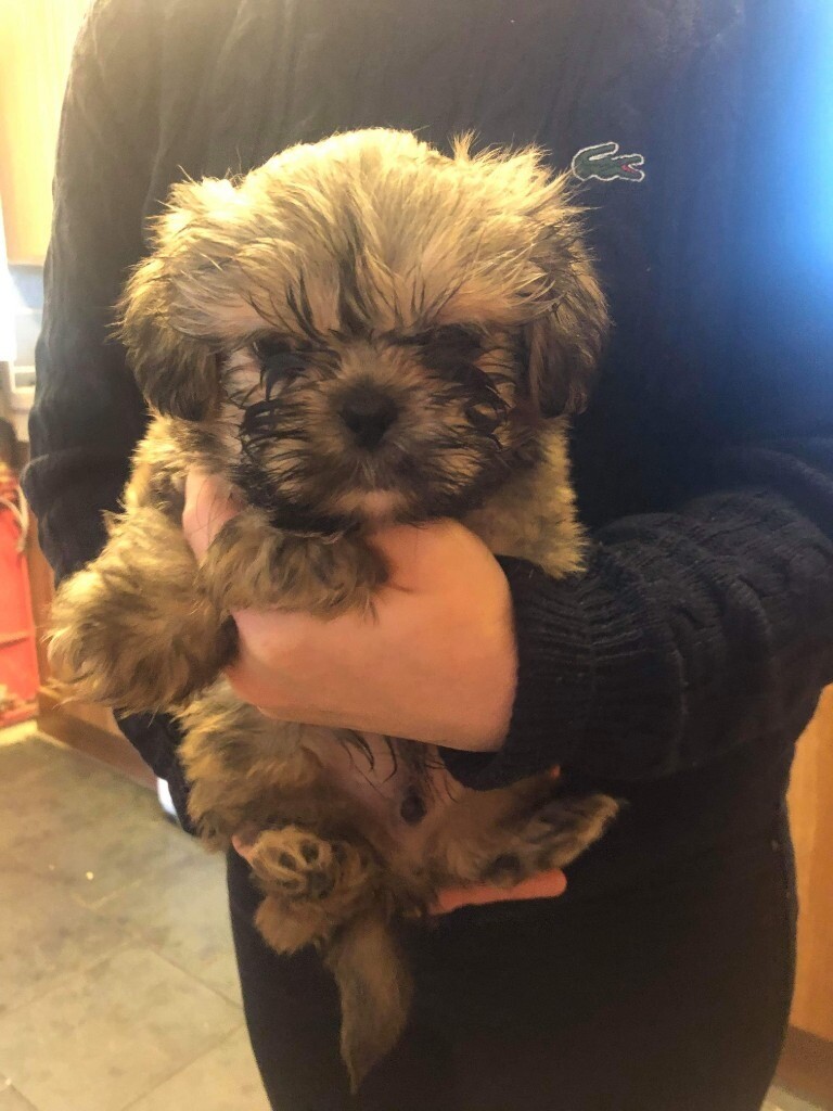 Ready now pedigree boy Shih Tzu puppy in Cheltenham, Gloucestershire